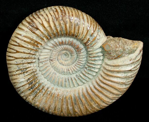 Perisphinctes Ammonite - Jurassic #5229